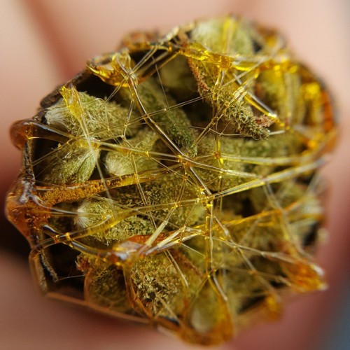 weedporndaily:  Topped off a woven with #Shatterwebs. #twaxgang by @siraynot