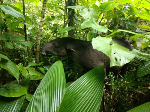 shiraglassman: Tapir’s gonna tape! (Meeting a surprise new friend ️)