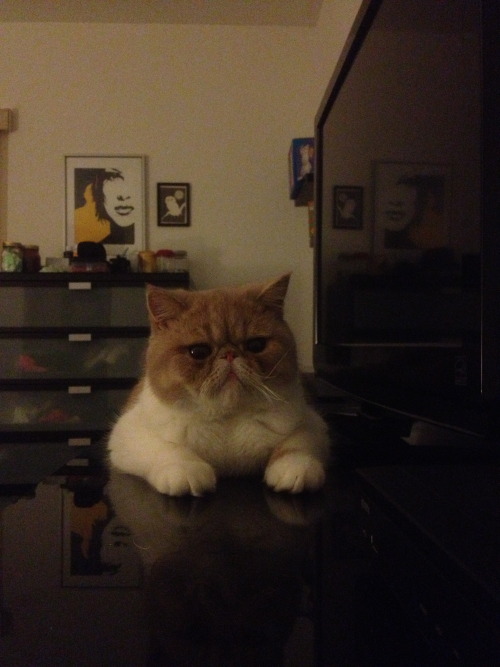 rondo likes to lay on the dresser. 