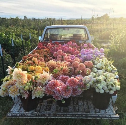 tuckturn: I would like a truck full of dahlias please