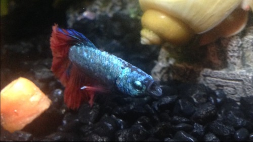 snoodlenoodles: my fish just yawned and I’m dying laughing Throwback to Boba, who always made 