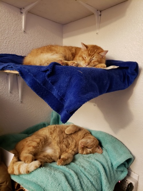 breezyv:Happy Caturday from Loki and Romeo .