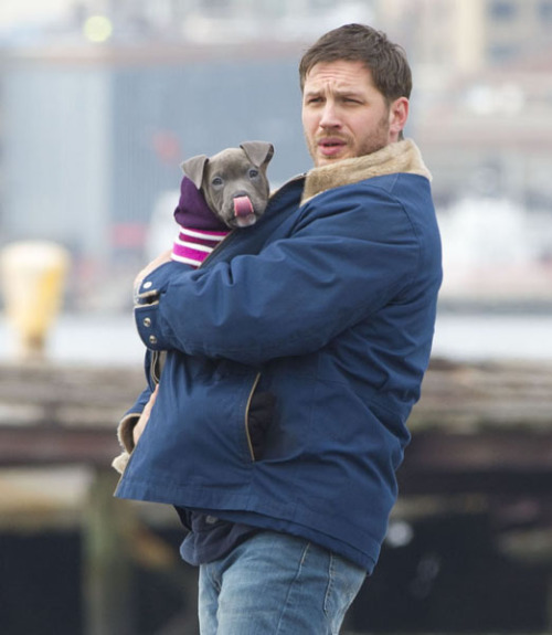 charlidos: Tom Hardy &amp; a darling pitbull puppy on the set of Animal Rescue in Brooklyn. Kill
