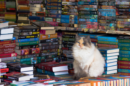 oakfern:Cat selling books, Krasnodar, Russia. Photo by Alexey Komarov.