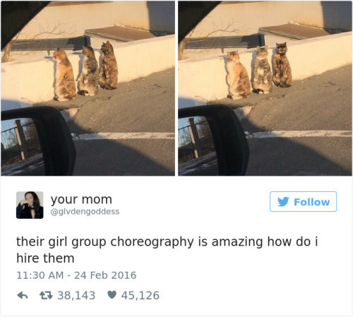 Porn catsbeaversandducks: Best Cat Tweets Of 2016 photos