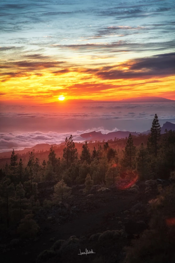 birdsonqs:by  Luca Micheli  