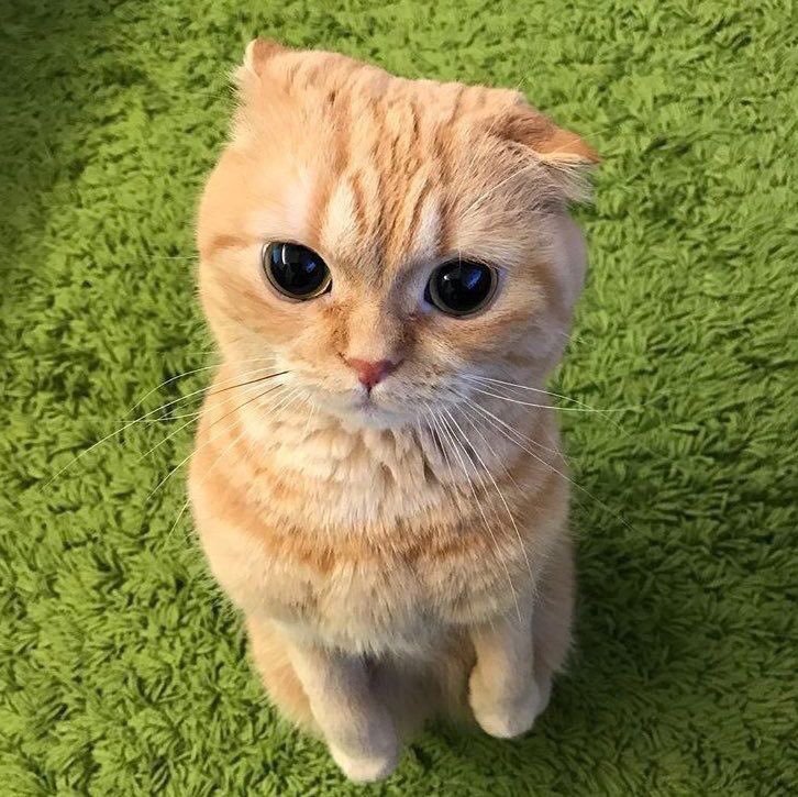 pt-intraining:  babyanimalgifs:  more animal posts?  @pisssyprincesss Elliot