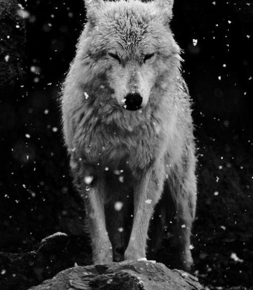 #photography#white wolf#snow#dark#atmosphere#pagan#magic#slavic#norse #black and white  #black and white  photography #wolf#animals#nature
