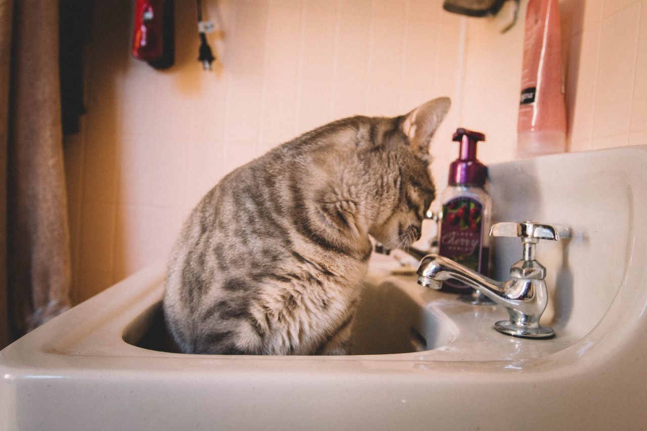 meow.