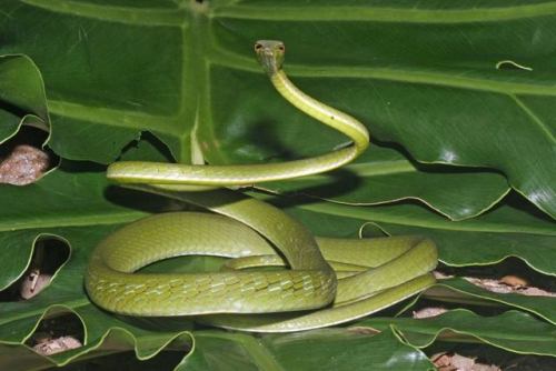 typhlonectes: Long-nosed Vine Snake (Ahaetulla nasuta), SE AsiaRear-fanged venomous. Diurnal. Feeds 