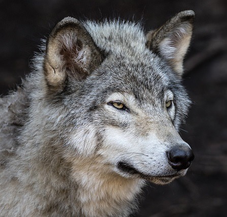 wolfsheart-blog:Grey by Chad Barry