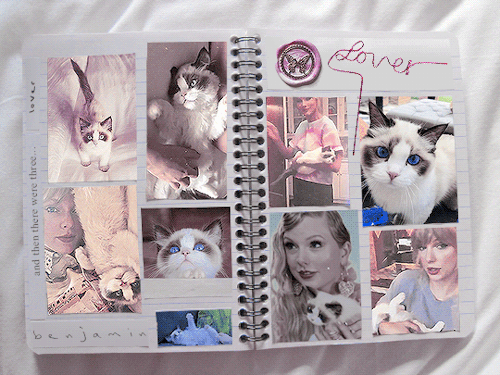 taylorswifh:I show up on set and there this tiny little kitten, the sweetest kitten, I fell immediat