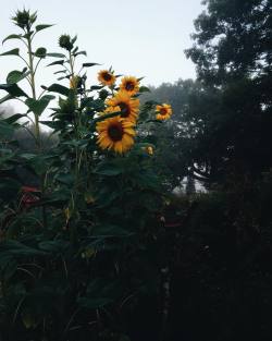 oldfarmhouse: 🌻field -farmers