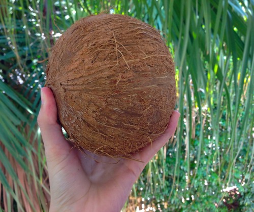 exoticauhl:  golden-pleb:  Been a bit addicted to coconuts recently! Taken by meeee ☮   ☀ club tropi