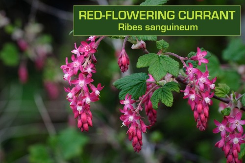 biodiverseed:I love the sweet but tart berries in the Ribes genus, which is why I have planted so many of them out in my ‘Berryland’ garden. They are generally tolerant of shade, so they make an excellent understory shrub below fruit-producing