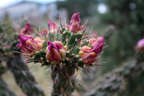 cactguy - Cylindropuntia imbricata / Tree chollaSanta Fe...