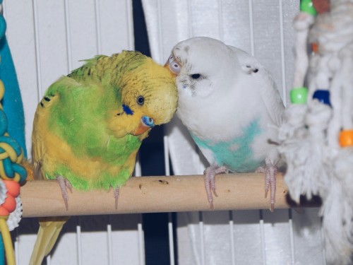 importantbirds:A fren