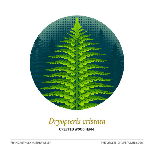 Dryopteris cristataCrested Wood Fernft. Emily SessaThe concept of a species is a human construct — o