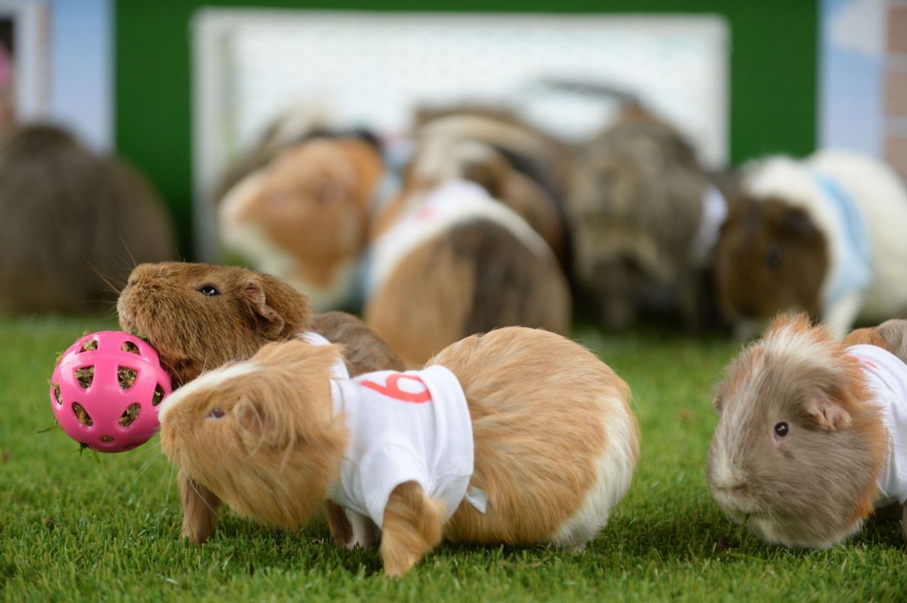 guineapiggies:  (via Birmingham Mail)
