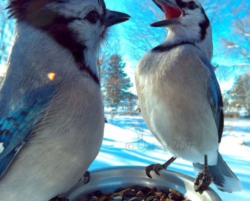 ostdrossel:And more Blue Jay shenanigans. I kind of want to showcase them all separately, but what’s