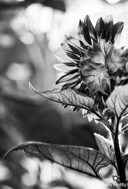 Sunflower In Black And White By Jim Crotty (Par Jimcrotty.com)