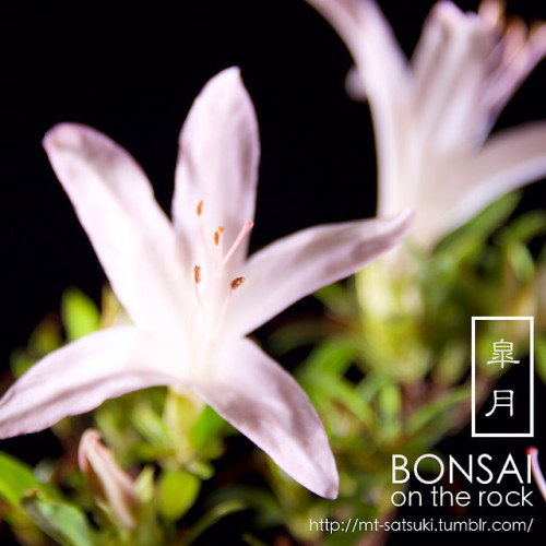 皐月の小品盆栽SATSUKI azalea bonsai (shohin)2018.5.19 撮影bonsai on the rock| Creema | BASE | Zazzle.co.jp | 