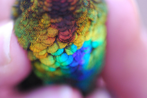 liamdryden:   Fiery Throated Hummingbird  #IT LOOKS SO MAD #’LET GO OF ME YOU SWINE’ 