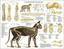 fucktonofanatomyreferences:  A wicked fuck-ton of feline anatomy references. [From various sources] 