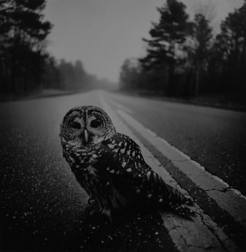 fewthistle: Owl on Road, Big Thicket, Texas. 1975.Photographer: Arthur Tress