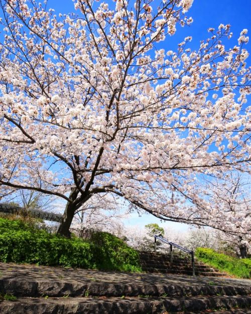 【京都府】公園の桜 . 昔、夜中に京都駅から歩いて家に帰ろうとして、 道に迷ってたどり着いた桜の凄い公園です . （2022/03/30撮影） . #桜 #桜の公園 #公園の桜 #公園の桜 #京都の桜