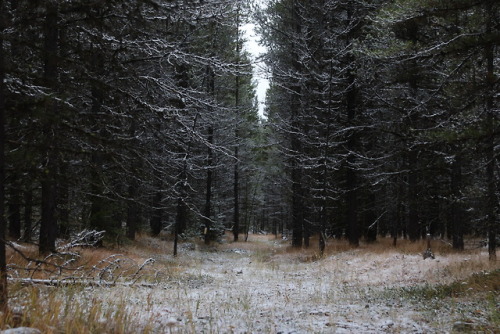 panamint: early october snow in the pintlers!