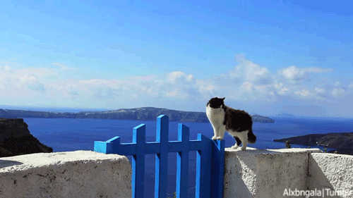 hellas-inhabitants:Greek cats. Santorini Cyclades Greece.