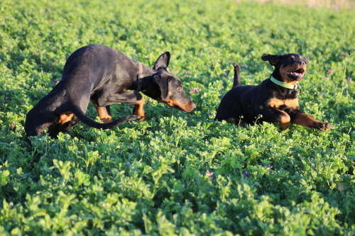 Kalle 15 weeks old und seine kleine Rottweilerfreundin Erna (Leotie vom Wildwechsel)