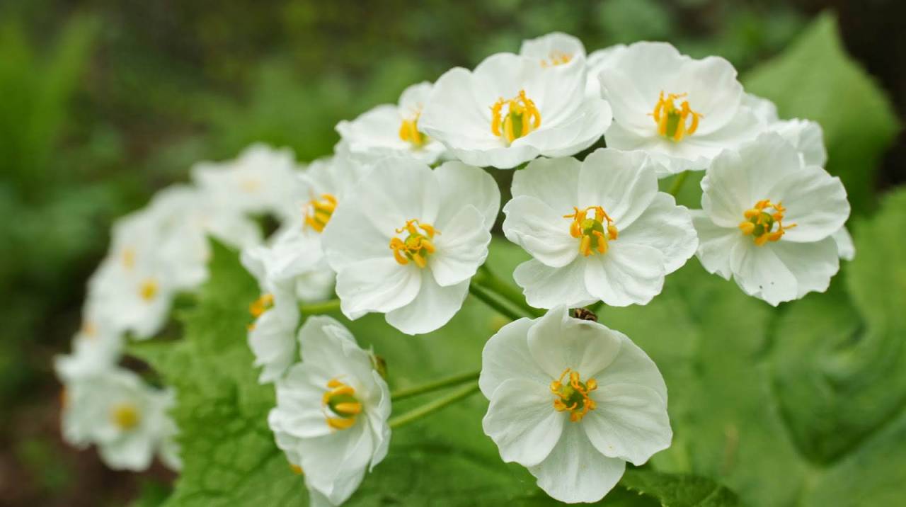 congenitaldisease:  Diphylleia grayi, also known as the “skeleton flower” is