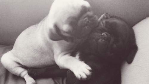 the-personal-quotes:feeling sad? look at this baby animal blog!