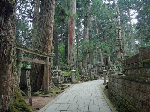 coolthingoftheday: Kumano Kodō is a series of pilgrimage routes through Japan’s largest p