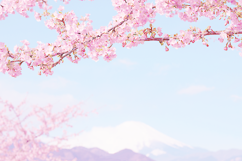 amekori:    桜と富士山 by 田中十洋 ☆  