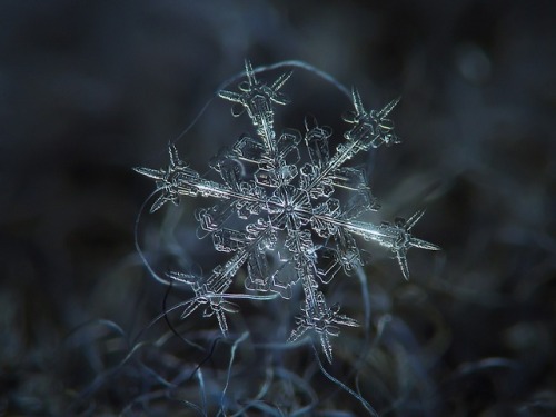 datcatwhatcameback:  elysemarshall:  latimes:  pbsdigitalstudios:  It’s that time of year again! Check out these incredible images of snowflakes under a microscope by Alexey Kljatov.  A happy Friday to our follows - each of them a unique snowflake!