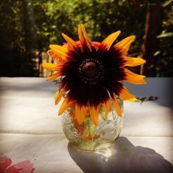 Flower  (at Tan Oak Park, California) https://www.instagram.com/p/BnvJ-Z0hq8H/?utm_source=ig_tumblr_share&amp;igshid=9luf6sq6zeis