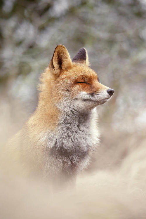 beautiful-wildlife:Zen Fox Series - Calm Fox by © Roeselien Raimond