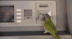 becausebirds:  Running errands at the bank.