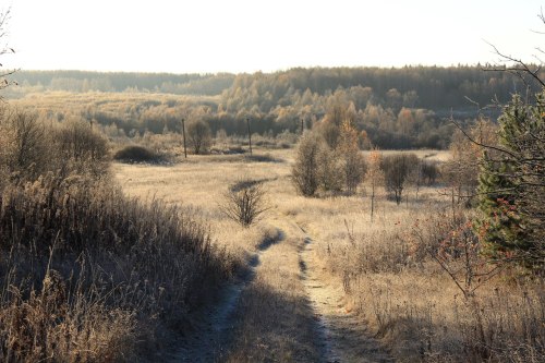 northwindnovoross: Sunny autumn morning. November 2015.Smolensk region. Russia.