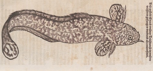 Burbot from Conrad Gessner’s Fischbuoch (Zürich 1563).Source: Zentralbibliothek Zürich (Call No. NS 