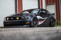 automotivated:   	Shark Attack by Robert