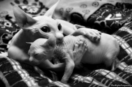 sweetpsychodelic:  Likes | Tumblr в We Heart It http://weheartit.com/entry/25756793 
