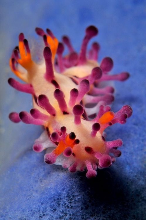 darkandlonelywaters:  magicofoceans:  “There are over 3,000 known species of nudibranchs, and scientists estimate that only half have been discovered so far. The creatures soft-body and short life span of 1 year make it possible for many of them to