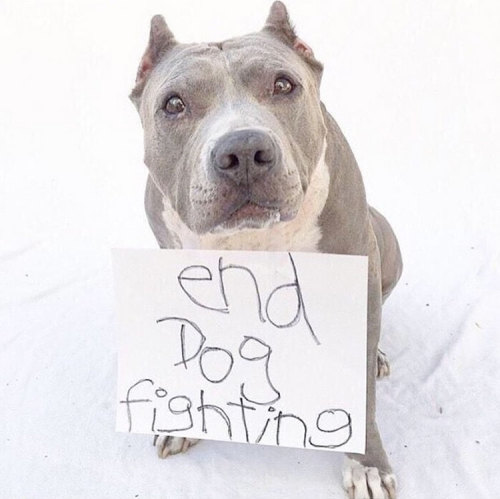 aplacetolovedogs: Angel, the Pit Bull, may just be the cutest dog fighting advocate ever! Angel was 