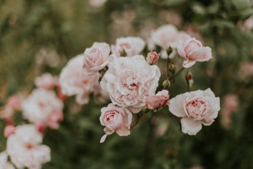 floralls:by Daiga Ellaby