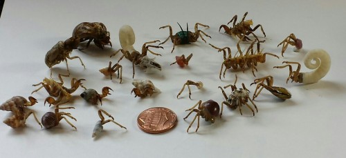 I started making creepy hybrid creatures out of cicada shells, and now I’m making an army of them! A