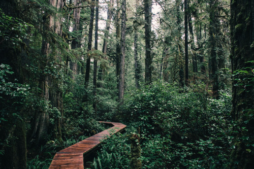 benchandcompass:woodsie.